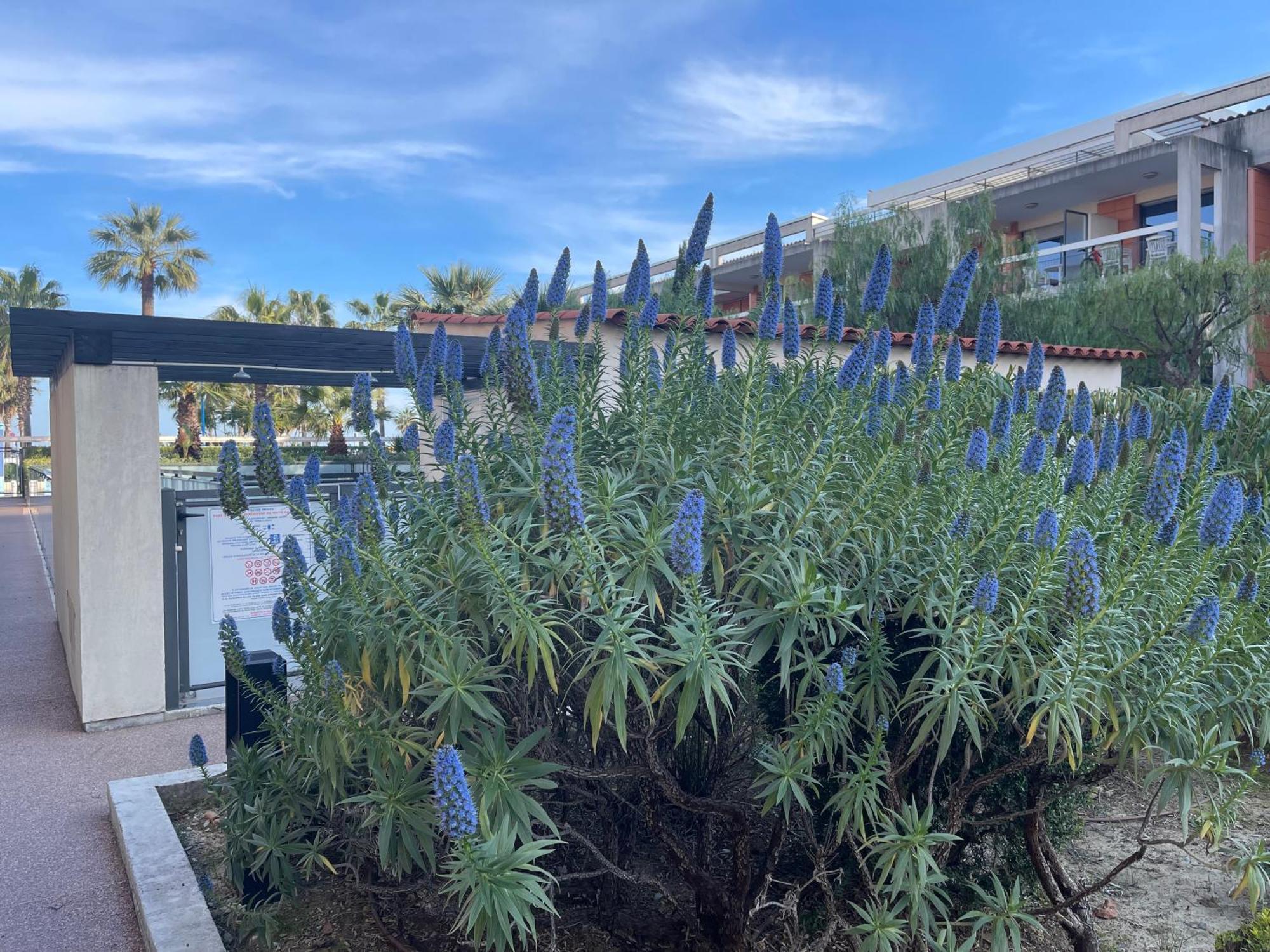 Villeneuve Loubet Plage- Entre Nice Et Cannes Экстерьер фото
